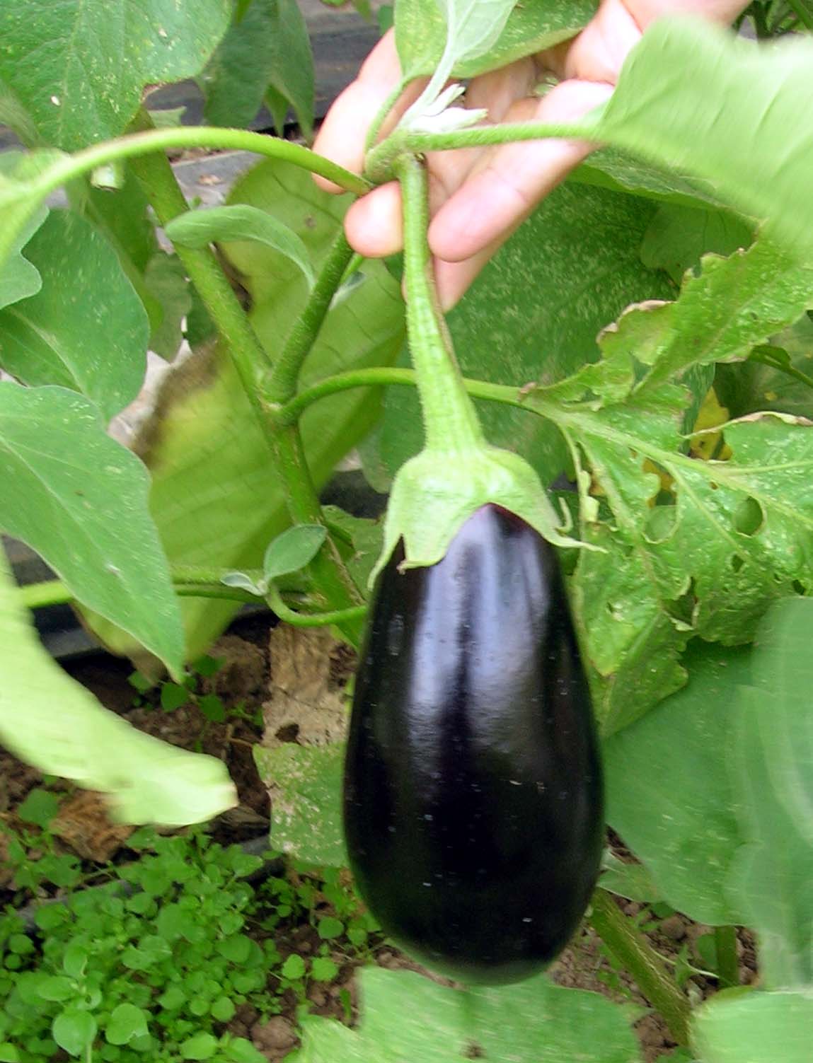 Aubergine - AKE Tipp saisonal 