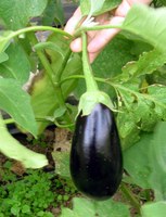Aubergine - AKE Tipp saisonal 