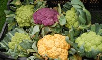 Blumenkohl - Unser Tipp im August