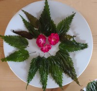 Die Brennessel: Heil- und Nahrungspflanze