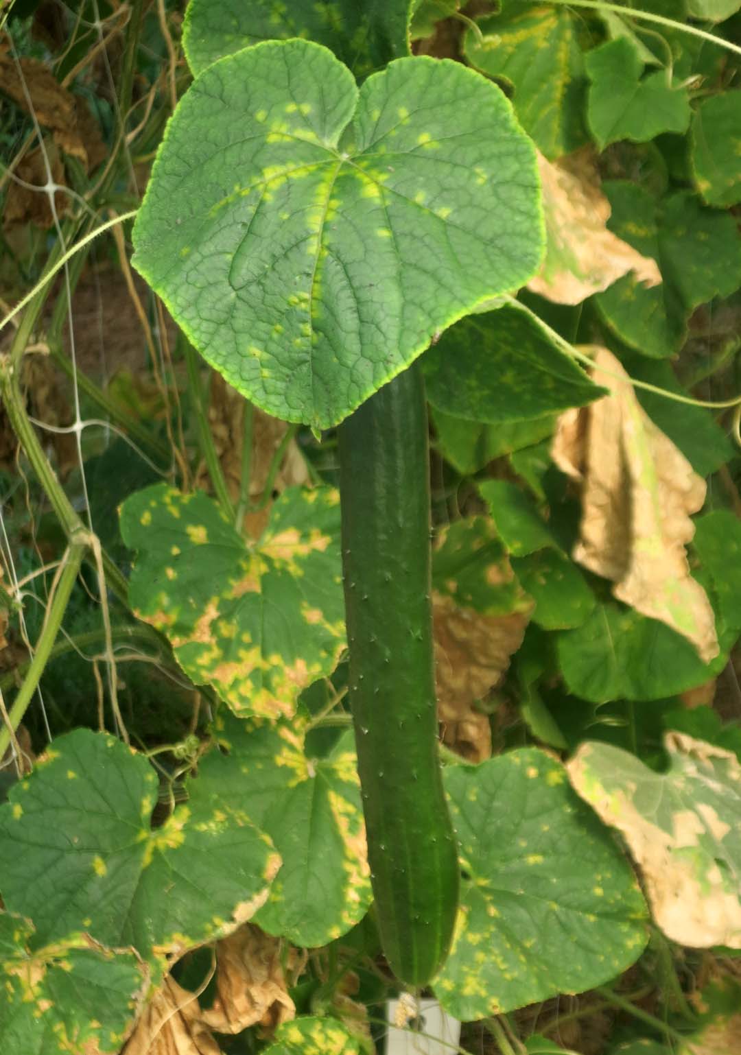 Die Gurke – ein beliebtes Sommergemüse  - AKE Tipp: Juli