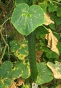 Die Gurke – ein beliebtes Sommergemüse  - AKE Tipp: Juli