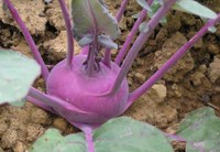 Kohlrabi – die milde Sprossknolle