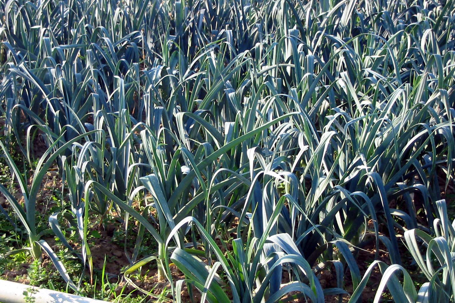 Nachhaltig Ernähren mit Winterporree