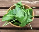Spinat – grün und lecker  Unser Tipp im Mai