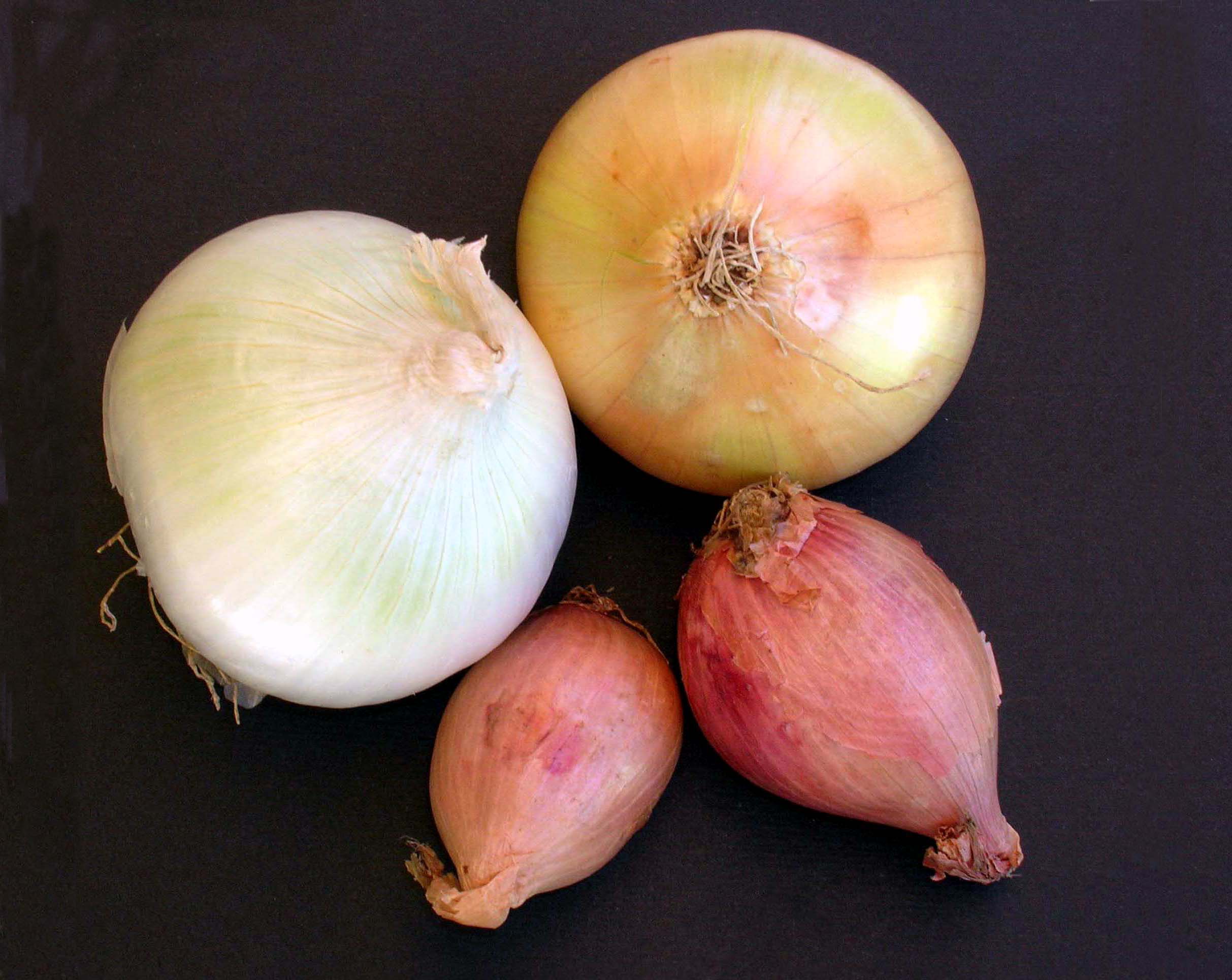 Zwiebeln - unser Tipp im Januar