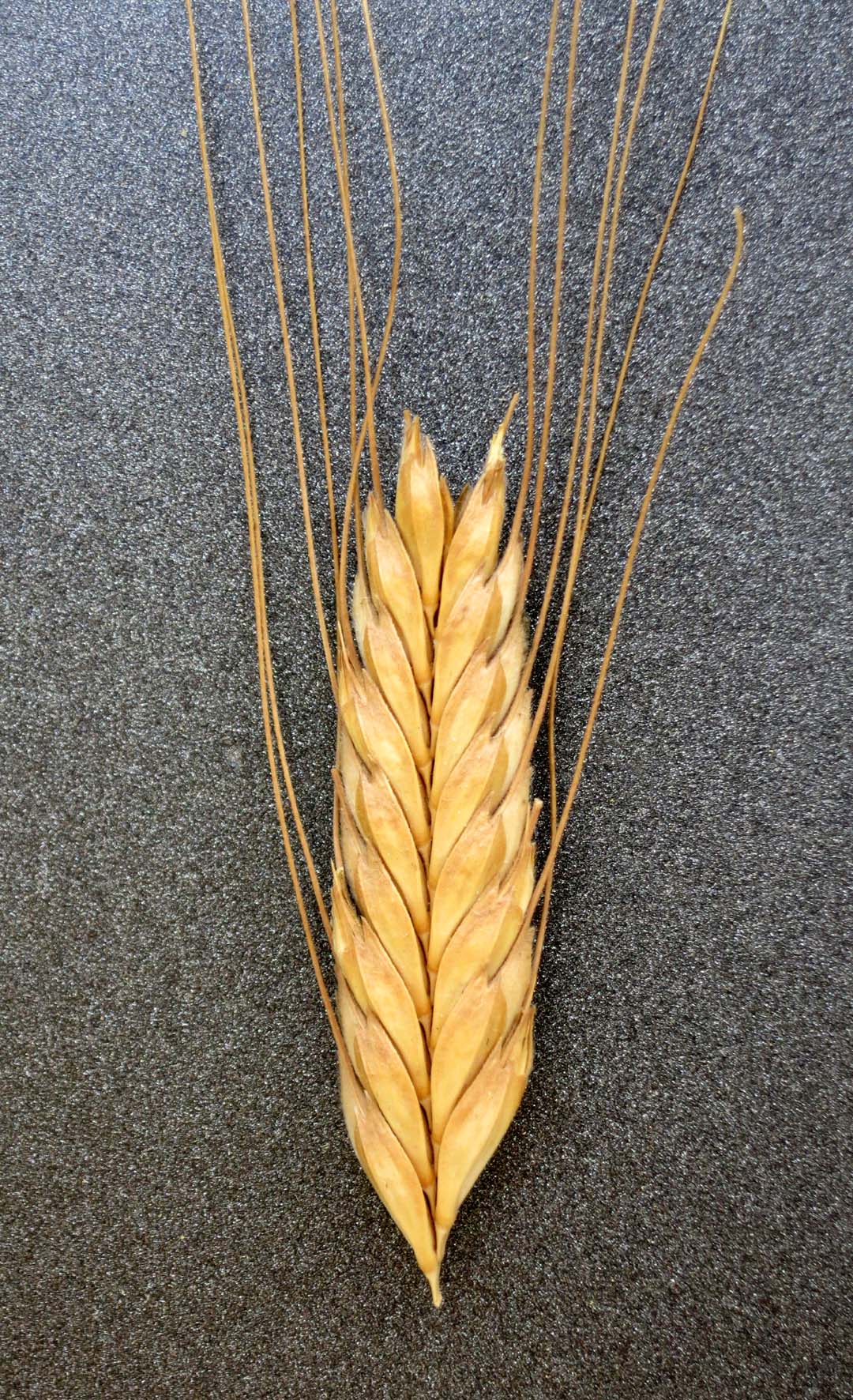 Einkorn 