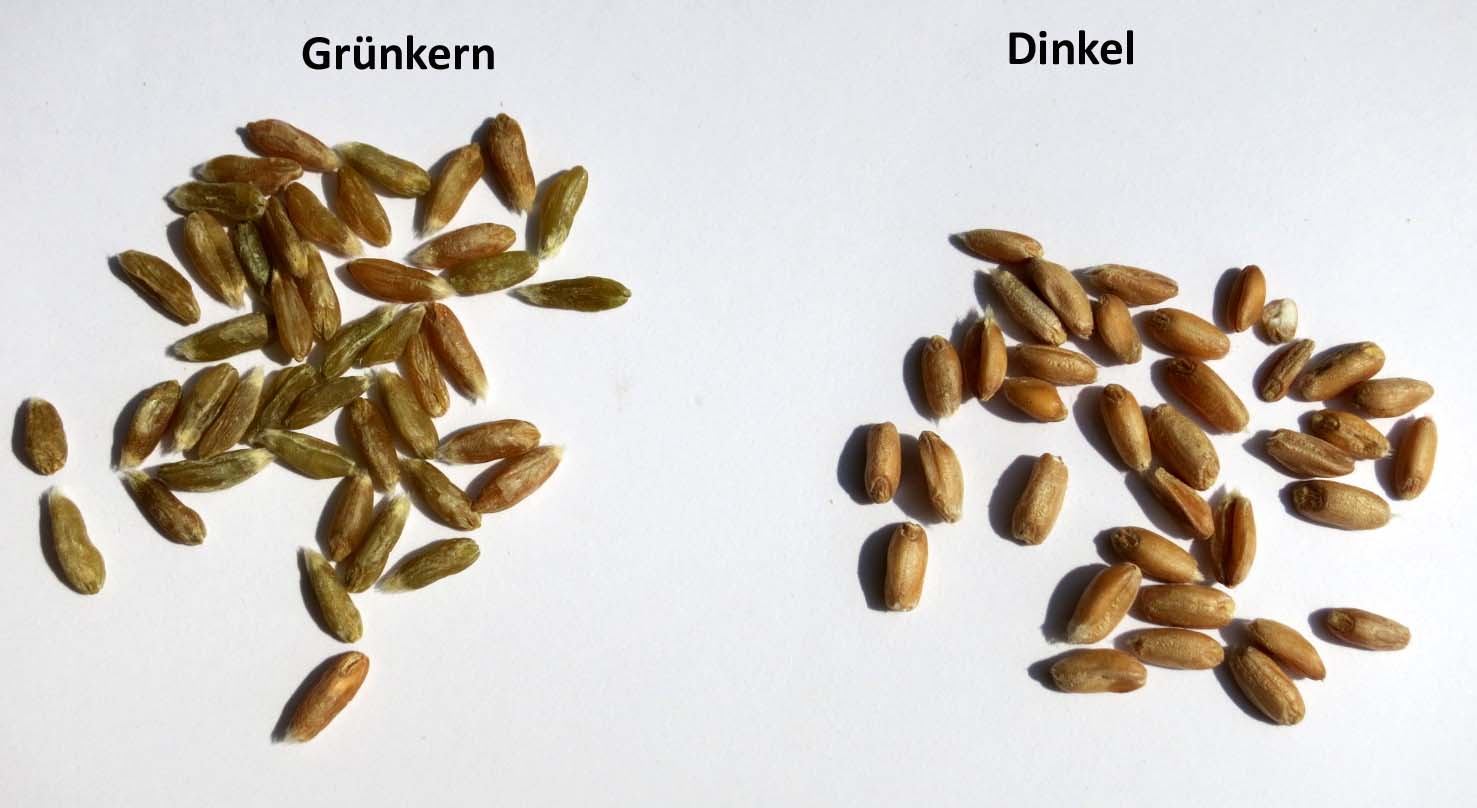 Grünkern-Dinkel